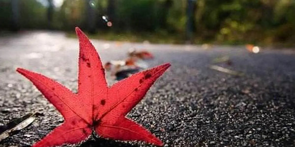 爱神阅读app