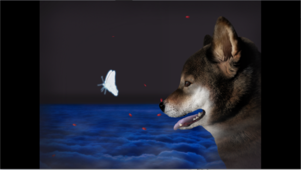 翌日波奇狗的历险记