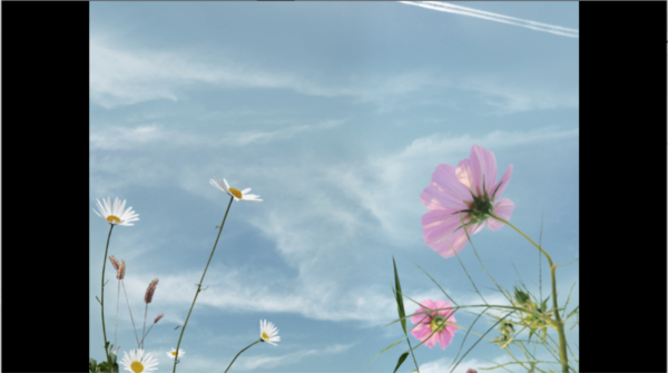 翌日波奇狗的历险记