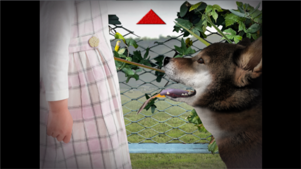 翌日波奇狗的历险记