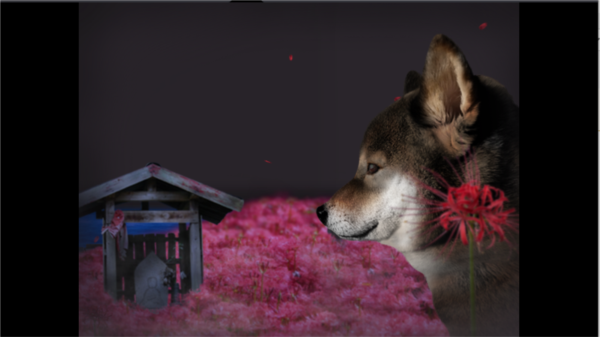 翌日波奇狗的历险记