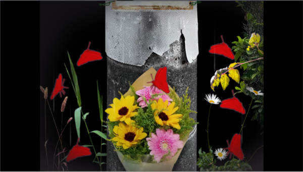 翌日波奇狗的历险记